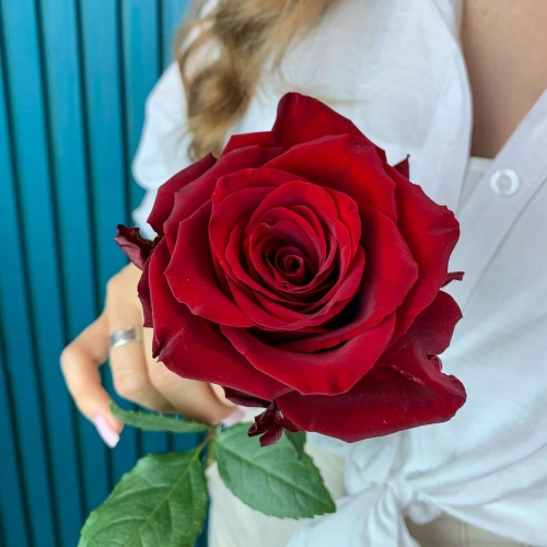 Комплимент из красной эквадорской розы – минимализм роскоши Барыш Ульяновская область Комплимент из красной эквадорской розы – минимализм роскоши Барыш Ульяновская область