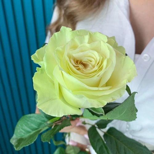 Комплимент из белой эквадорской розы – элегантность в каждом лепестке Барыш Ульяновская область Комплимент из белой эквадорской розы – элегантность в каждом лепестке Барыш Ульяновская область