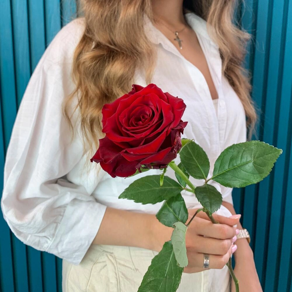 Комплимент из красной эквадорской розы – минимализм роскоши Барыш Ульяновская область Комплимент из красной эквадорской розы – минимализм роскоши Барыш Ульяновская область