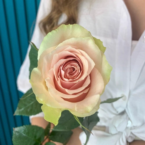 Комплимент из розовой эквадорской розы – минимализм роскоши Барыш Ульяновская область Комплимент из розовой эквадорской розы – минимализм роскоши Барыш Ульяновская область