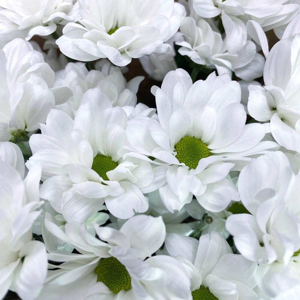 Букет из 5 белых хризантем в крафте – лаконичная элегантность Барыш Ульяновская область