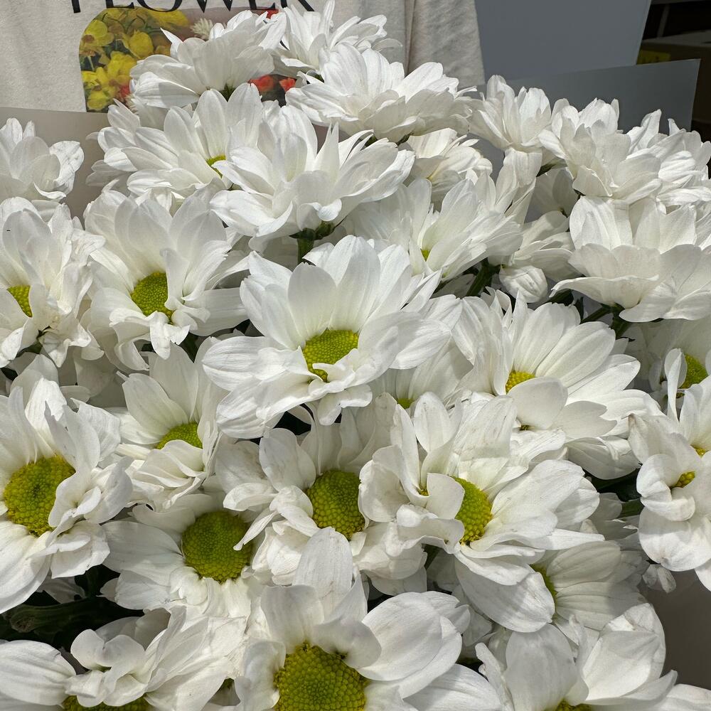 Букет «Летнее настроение» – свежесть белых хризантем Барыш Ульяновская область