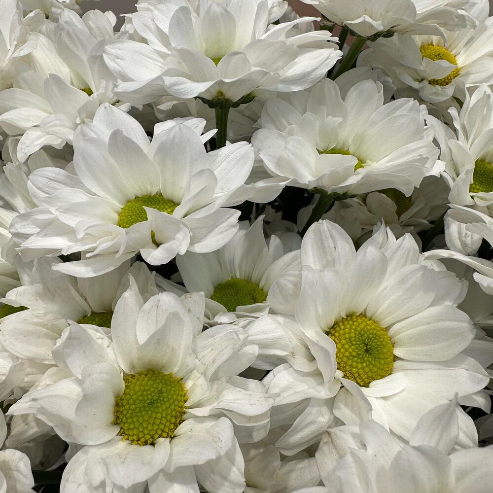 Букет «Летнее настроение» – свежесть белых хризантем Барыш Ульяновская область